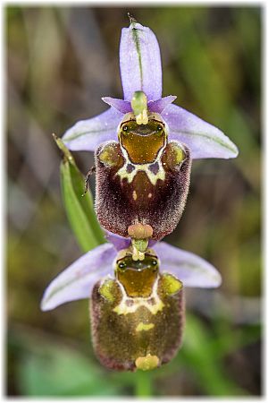 Ophrys heterochila