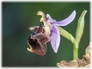 Ophrys heterochila