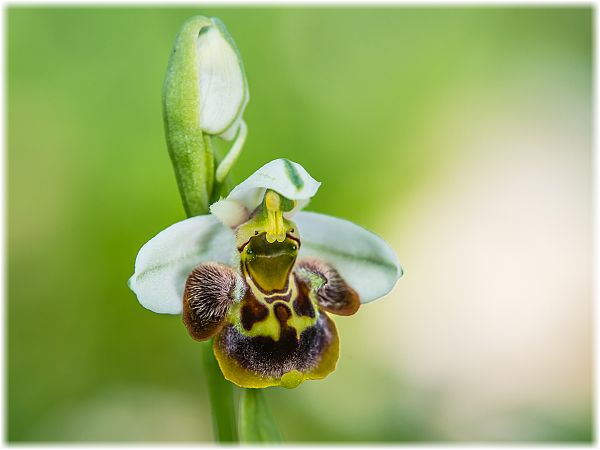 Ophrys heterochila