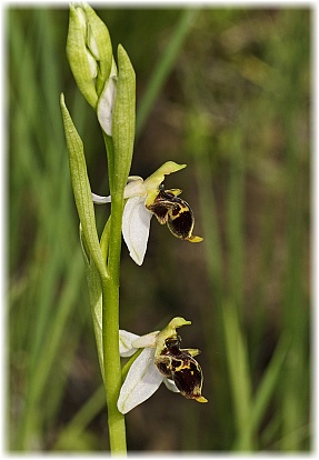 Ophrys hygrophila