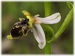 Ophrys hygrophila