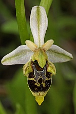 Ophrys hygrophila