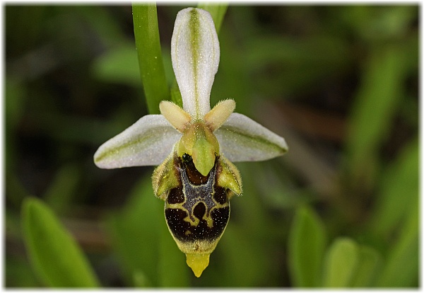 Ophrys hygrophila