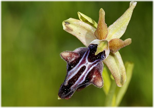 Ophrys hystera