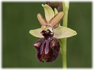 Ophrys incubacea