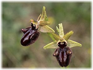 Ophrys incubacea