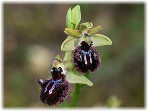 Ophrys incubacea