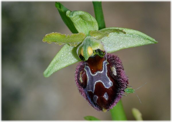 Ophrys incubacea