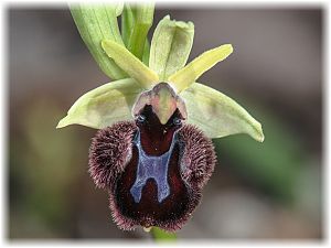 Ophrys incubacea