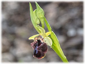 Ophrys incubacea