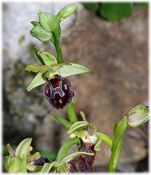 Ophrys incubacea