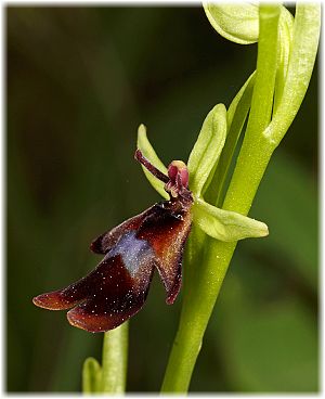 Ophrys insectifera