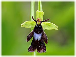 Ophrys insectifera