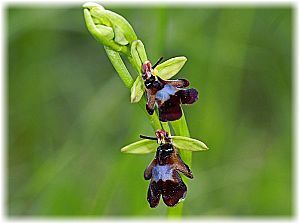 Ophrys insectifera