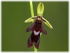 Ophrys insectifera