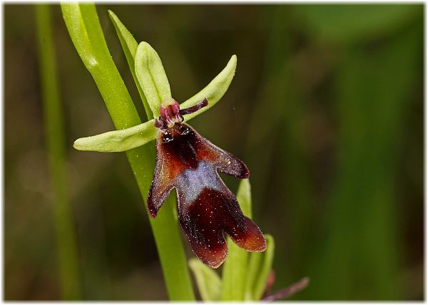 Ophrys insectifera