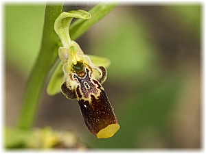 Ophrys isaura