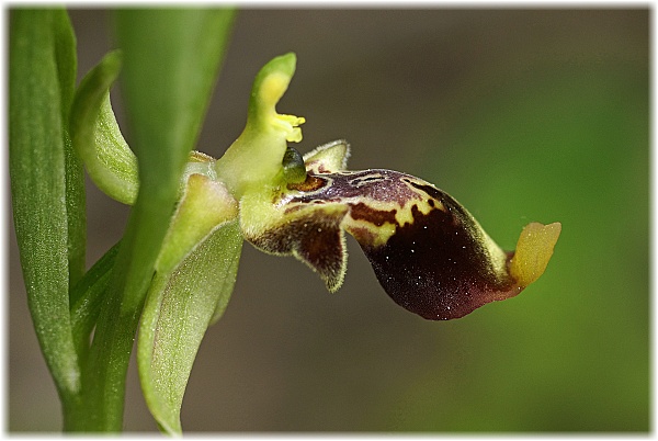 Ophrys isaura