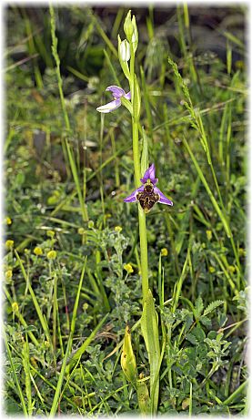 Ophrys isauraXkreutzii