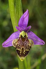 Ophrys isauraXkreutzii