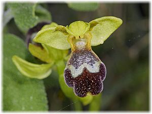 Ophrys israelitica