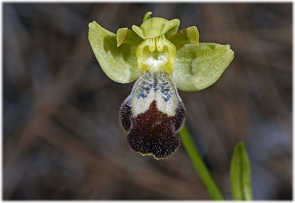 Ophrys israelitica