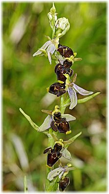 Ophrys karadenizensis