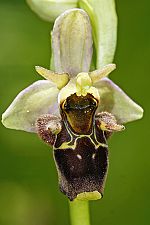 Ophrys karadenizensis