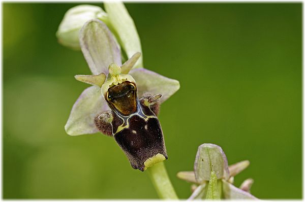 Ophrys karadenizensis