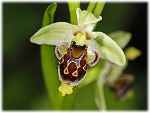 Ophrys khuzestanica