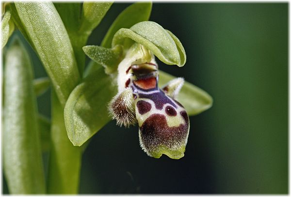 Ophrys khuzestanica