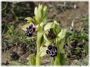 Ophrys kotschyi