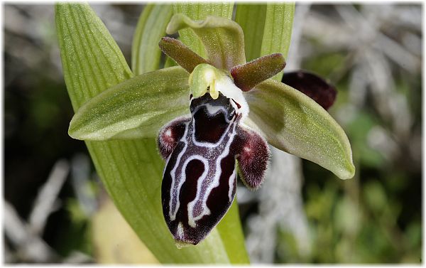 Ophrys kotschyi