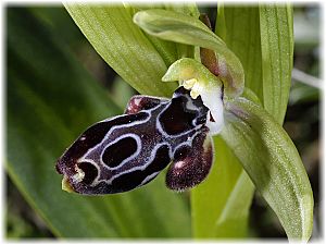 Ophrys kotschyi