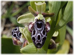 Ophrys kotschyi