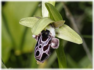 Ophrys kotschyi