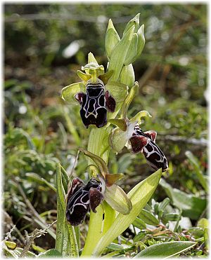 Ophrys kotschyi