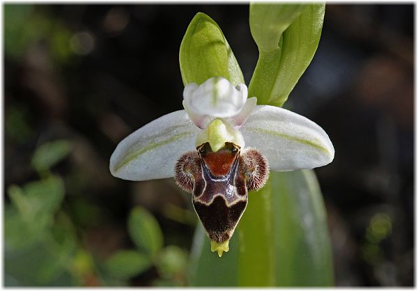 Ophrys lapethica