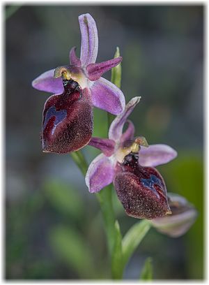 Ophrys lucis