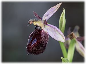 Ophrys lucis