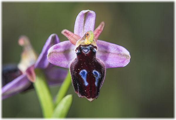 Ophrys lucis