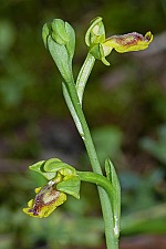 Ophrys lutea susp minor