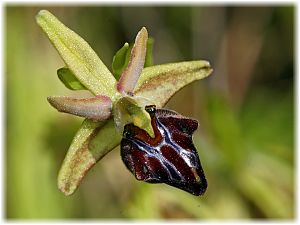 Ophrys mammosa