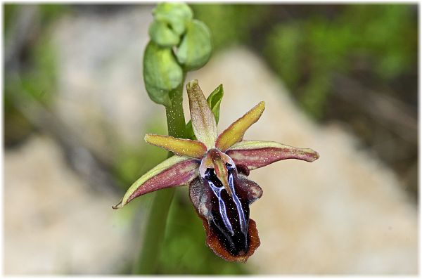 Ophrys morio