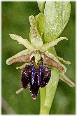 Ophrys morio