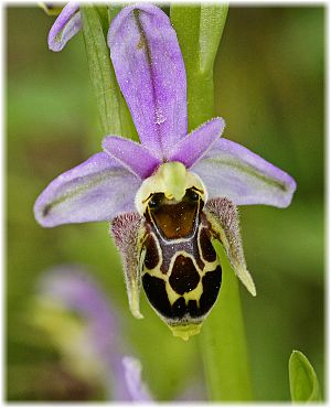 Ophrys oestrifera