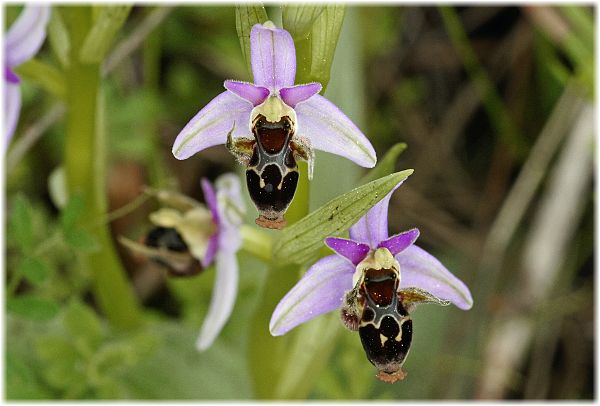 Ophrys oestrifera