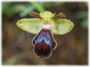 Ophrys omegaifera