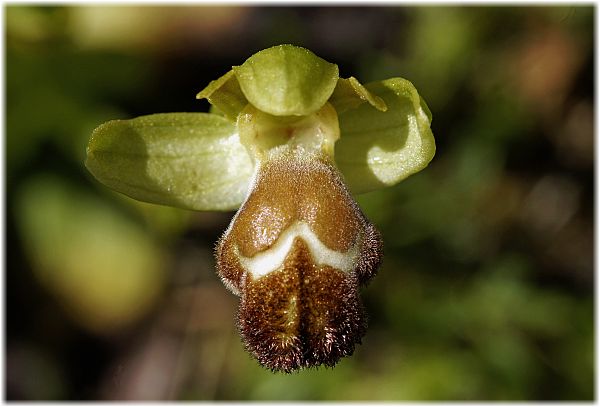 Ophrys omegaifera