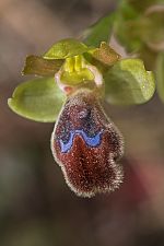 Ophrys omegaifera